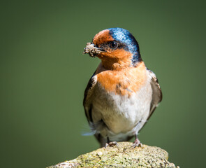 swallow with mouth full of mud for nest building isolated against out of focus background