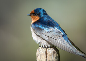 swallow isolated against out of focus background