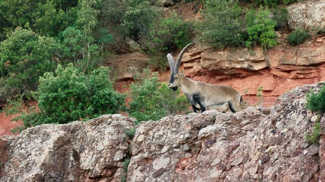 Goat standing on rock wall