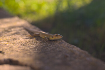 Cute lizard sitting on a rock in nature