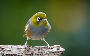 Silvereye or wax eye perched on branch isolated against out of focus background
