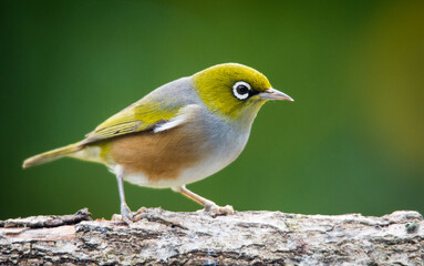 Fototapeta premium Silvereye or wax eye perched on branch isolated against out of focus background