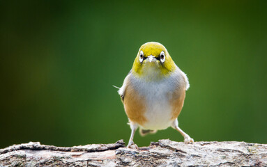 Silvereye or wax eye perched on branch isolated against out of focus background
