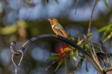 Hummingbirds