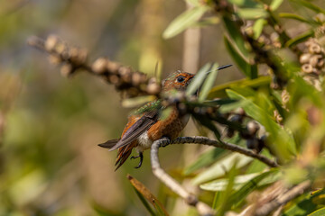 Hummingbirds