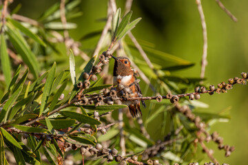 Hummingbirds