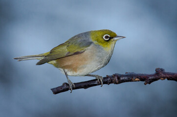 Silvereye or wax eye perched on branch isolated against out of focus background