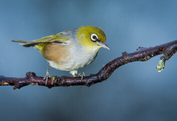 Silvereye or wax eye perched on branch isolated against out of focus background
