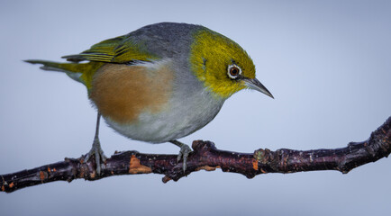 Silvereye or wax eye perched on branch isolated against out of focus background