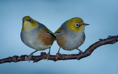 Silvereye or wax eye perched on branch isolated against out of focus background