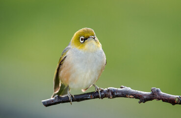 Silvereye or wax eye perched on branch isolated against out of focus background