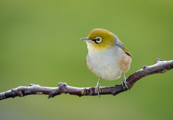Silvereye or wax eye perched on branch isolated against out of focus background