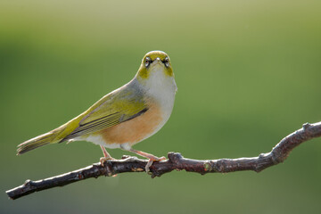 Silvereye or wax eye perched on branch isolated against out of focus background