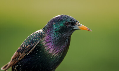 closeup of  a starling in its winter colors