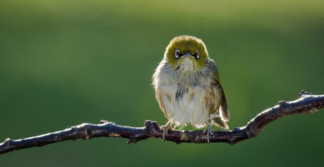 Silvereye or wax eye perched on branch isolated against out of focus background