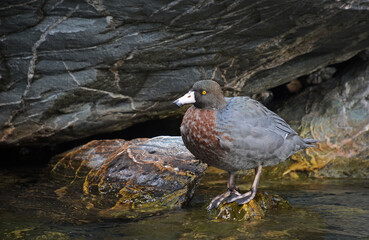 Blue duck or Whio, native to New Zealands mountain rivers and streams