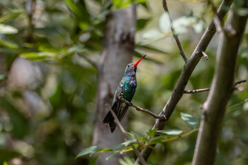 Hummingbirds