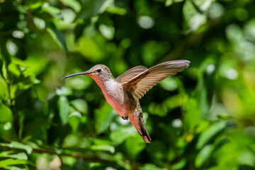 Hummingbirds