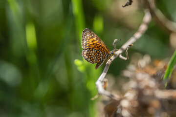 Fototapeta premium Butterfly