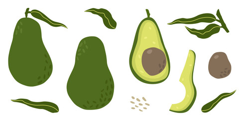 Hand drawn Avocado set. Whole and half cut with core and leaves. isolated elements on white background. Vector flat illustration, organic food concept