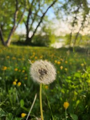 dandelion in the grass