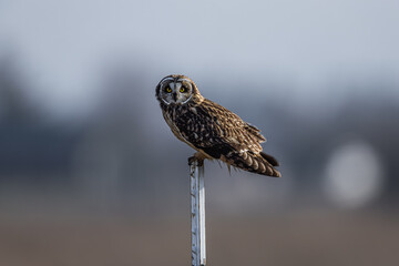 Short eared owl