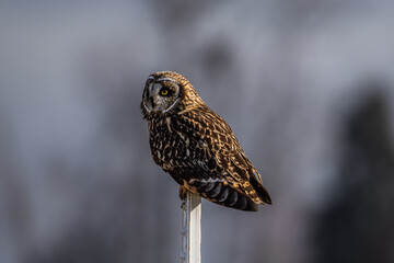 Short eared owl