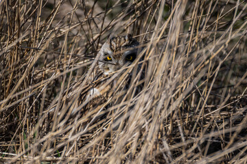 Short eared owl