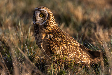 Short eared owl
