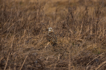 Short eared owl