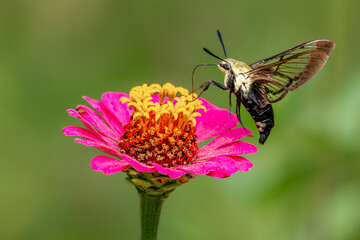 Clearwing Hummingbird Moth feeding on a zinnia flower
