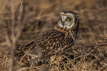 Short eared owl