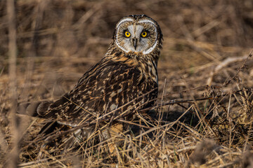 Short eared owl