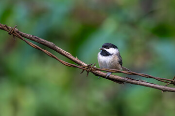 Carolina chickadee perched on a vine