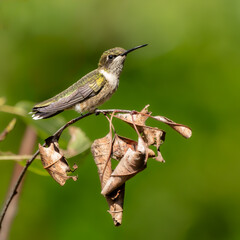 Ruby-throated hummingbird perched on tree branch