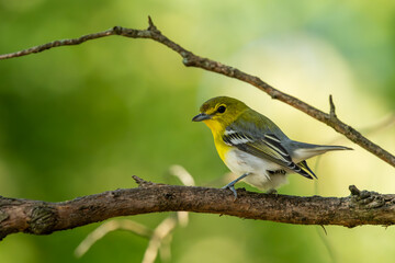 Yellow-throated vireo perched on a tree branch