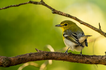 Yellow-throated vireo perched on a tree branch