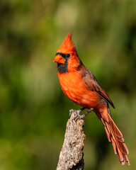 Male northern cardinal perched
