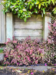 Fototapeta premium Colorful Foliage Along Weathered Wooden Planter