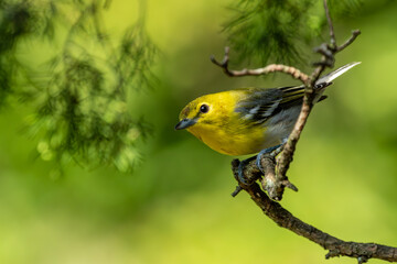 Yellow-throated vireo perched on a tree branch