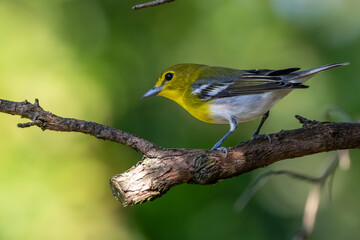 Yellow-throated vireo perched on a tree branch