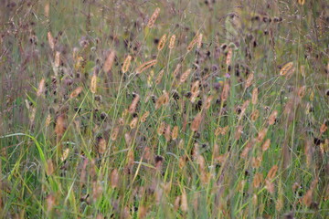 Golden Hour Grass