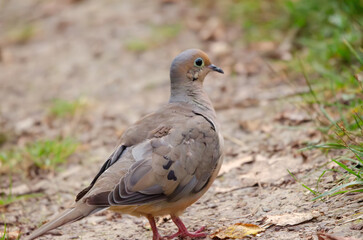 pigeon on the grass