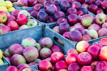 apple harvest 