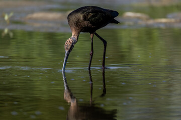 White Faced Ibis