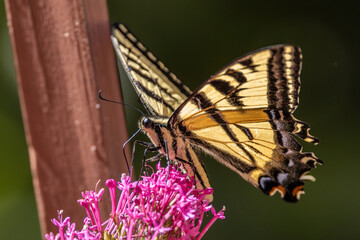 Obraz premium Swallowtail butterfly