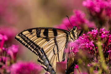 Swallowtail butterfly