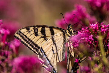 Swallowtail butterfly