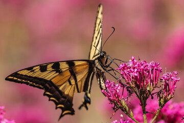 Swallowtail butterfly