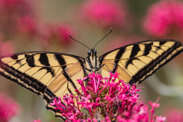 Swallowtail butterfly